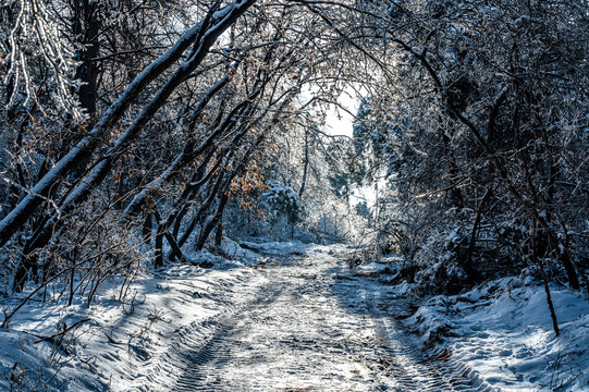 长春净月潭国家森林公园冬季雪景