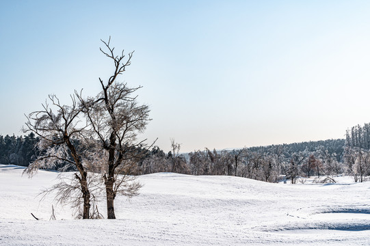 长春净月潭国家森林公园冬季雪景