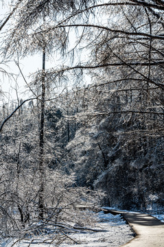 长春净月潭国家森林公园冬季雪景