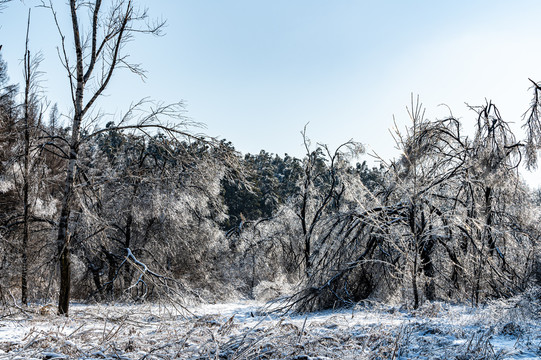 长春净月潭国家森林公园冬季雪景