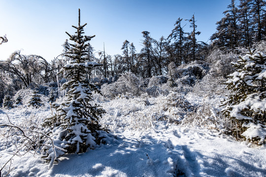 长春净月潭国家森林公园冬季雪景