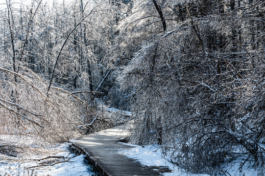 长春净月潭国家森林公园冬季雪景