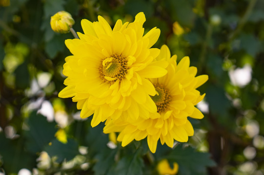 菊花特写