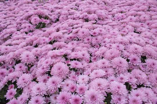粉色菊花丛