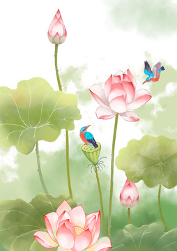 手繪荷花插畫