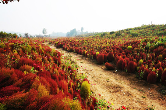 地肤草