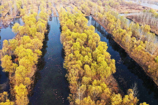 山东微山湖湿地风光