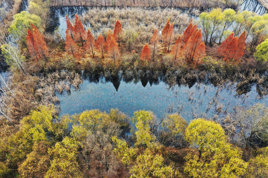 山东微山湖湿地风光