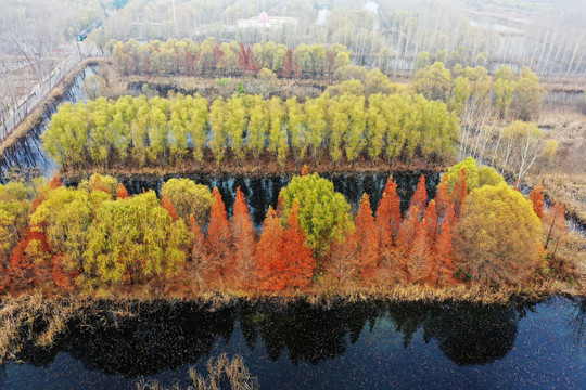 山东微山湖湿地风光