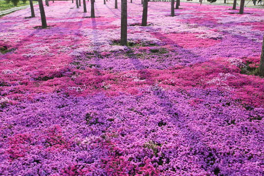 芝樱花