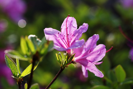 杜鹃花开