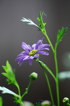 紫菀花