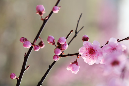 春暖花开