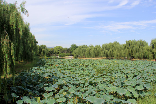 圆明园