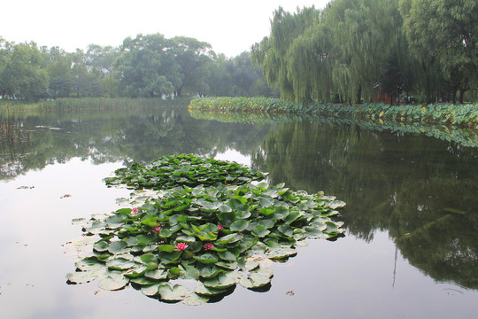 北京玉渊潭公园