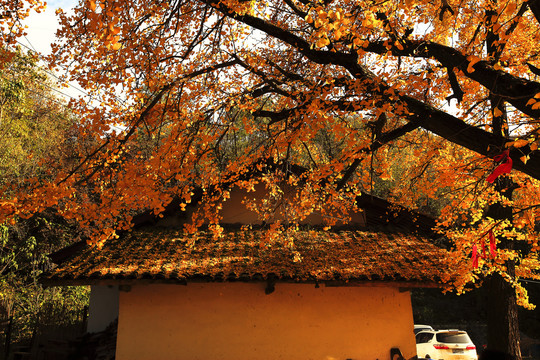 秦岭山里的千年银杏树