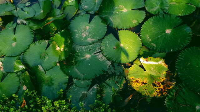 植物园阳光莲叶