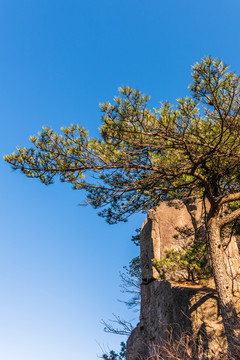 黄山松