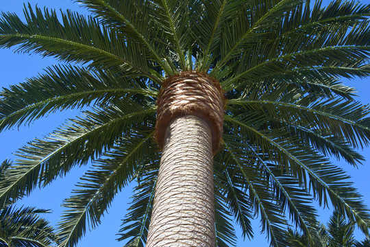 椰子树下