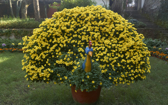 菊花孔雀大型盆景