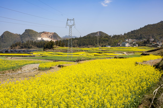 自然风景农田山川田园油菜花田