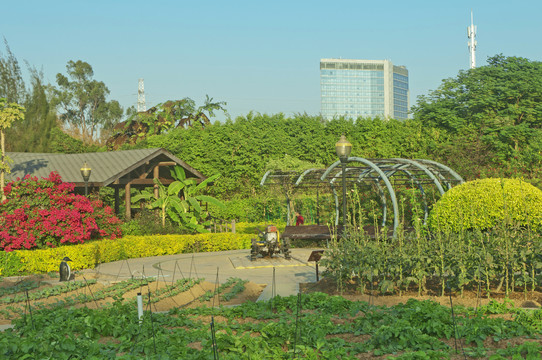 都市菜园景观