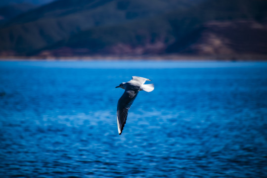 泸沽湖的飞鸟