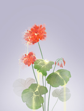 古風(fēng)花卉紅色天竺葵