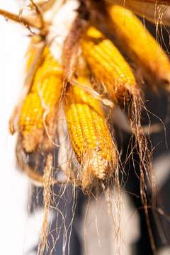 玉米收获秋收