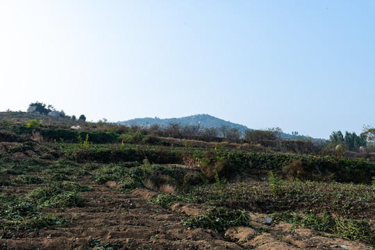 田野地瓜红薯