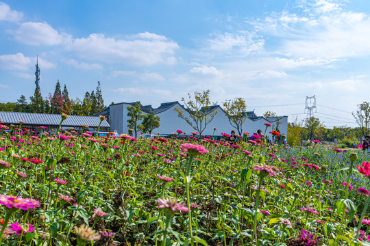 上海嘉北郊野公园花圃花卉