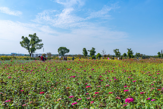 上海嘉北郊野公园花圃花卉