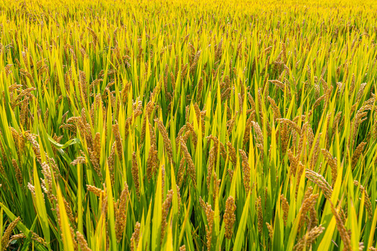稻田水稻植物