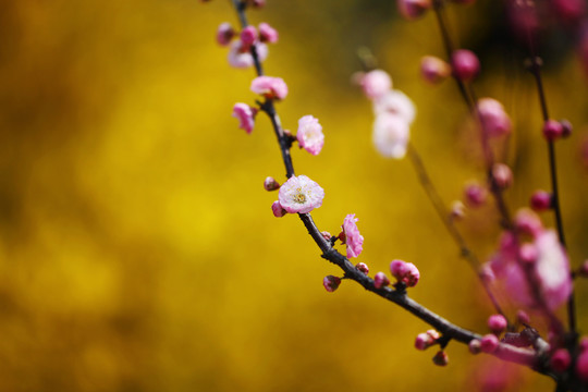 梅花开