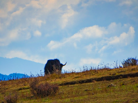 山脊牦牛