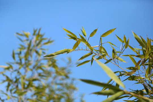 蓝天下的柳树枝