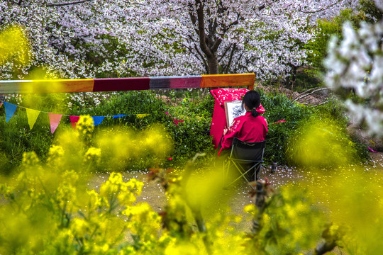 写生樱花谷