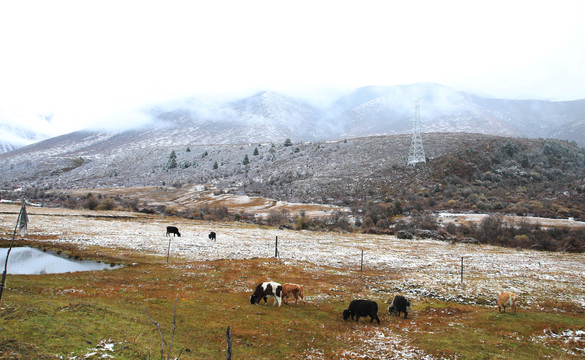 草原雪域风光