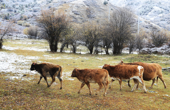 草原雪域风光