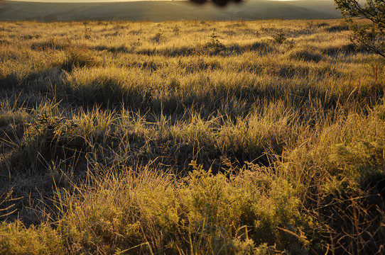 内蒙古草原清晨秋季