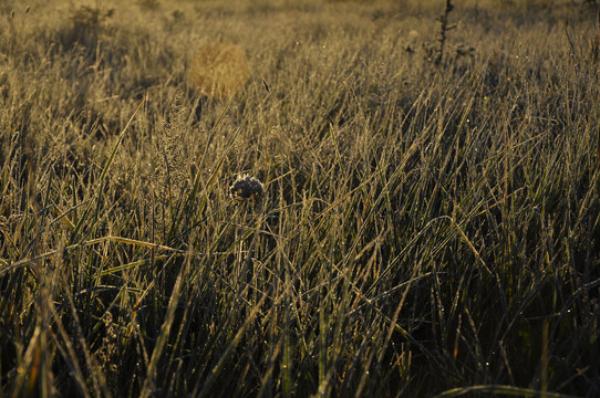 内蒙古草原清晨秋季