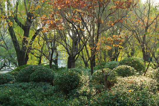 园林小景