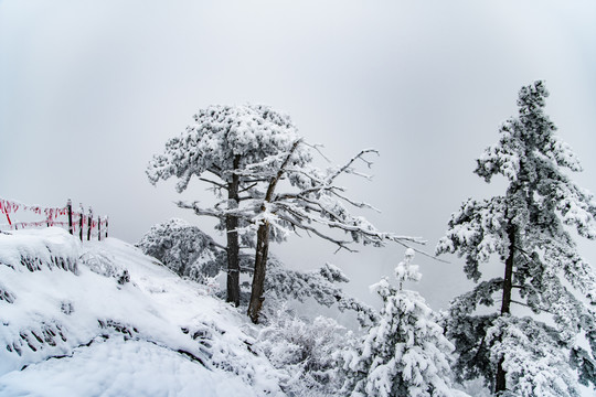 大雪下的松树