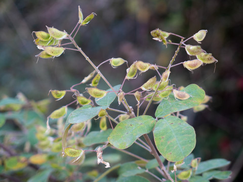 豆科植物杭子梢枝叶和荚果