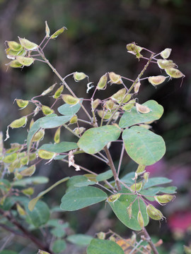 豆科植物杭子梢枝叶和荚果