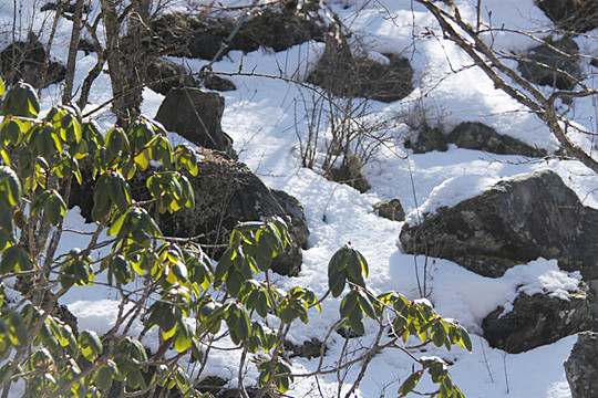 黄龙雪山