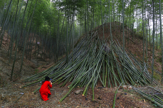 楠竹林