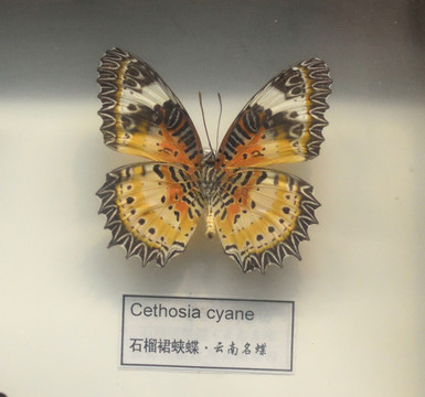 石榴裙蛱蝶标本