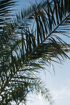 椰子树叶