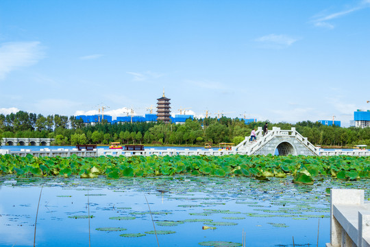 北湖湿地碧荷廊桥